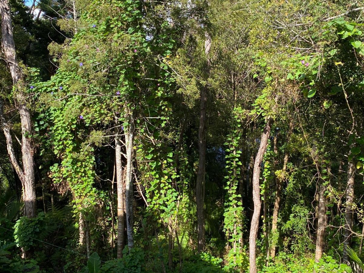 Bush , Birds And Relaxing Moments Apartment โอ๊คแลนด์ ภายนอก รูปภาพ